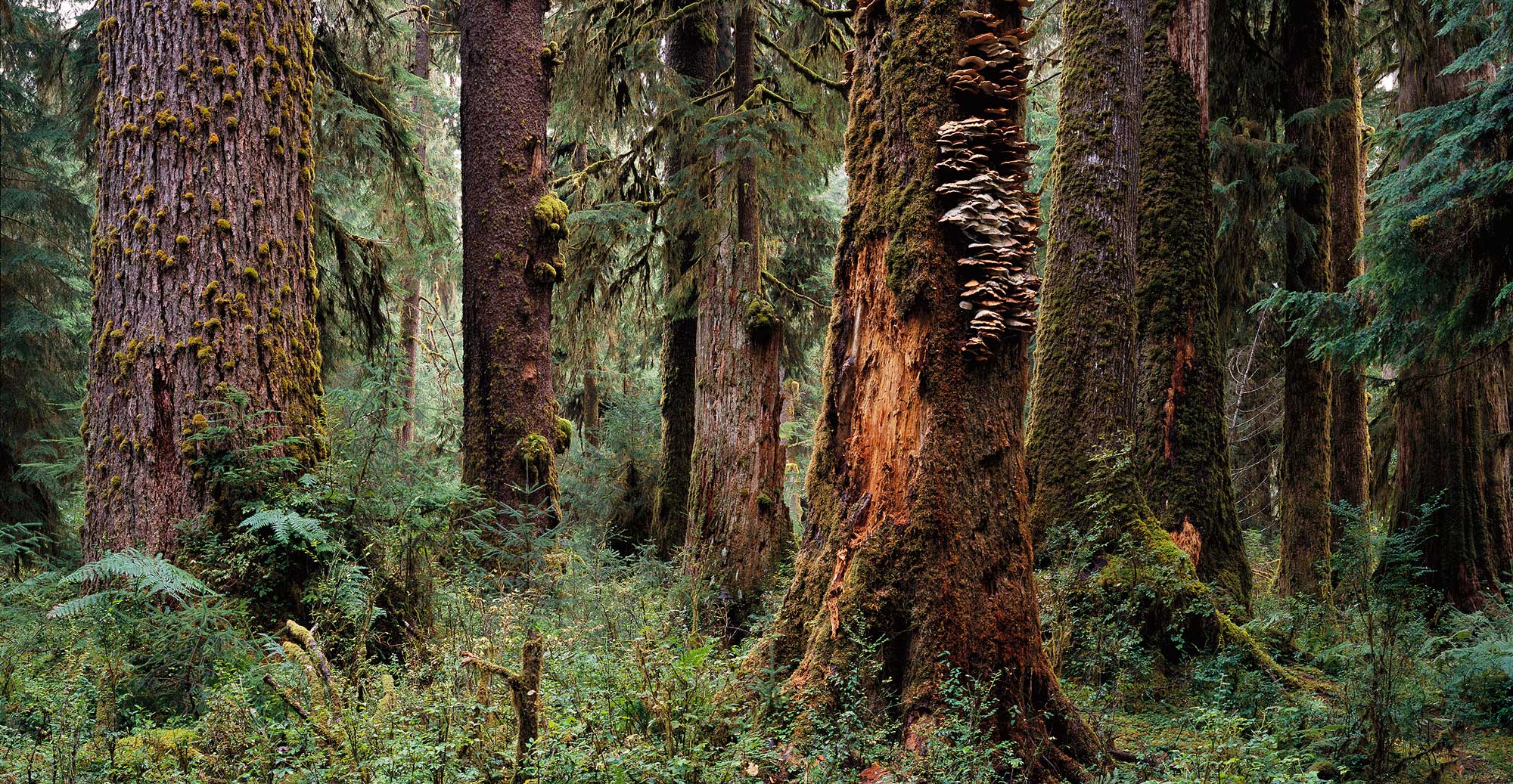 1004 Enchanted Forest, Olympic National Park, Washington