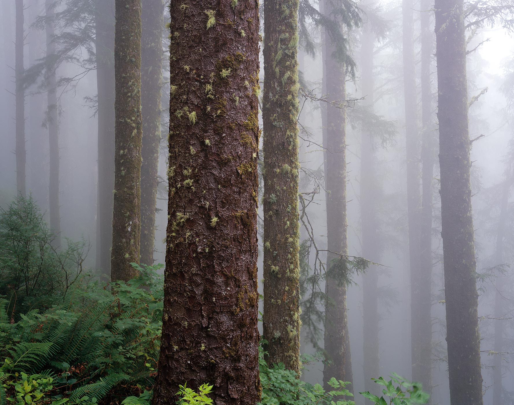 1008 Coastal Forest, Heavy Fog, Cape Lookout State Park, Oregon | Bryan ...