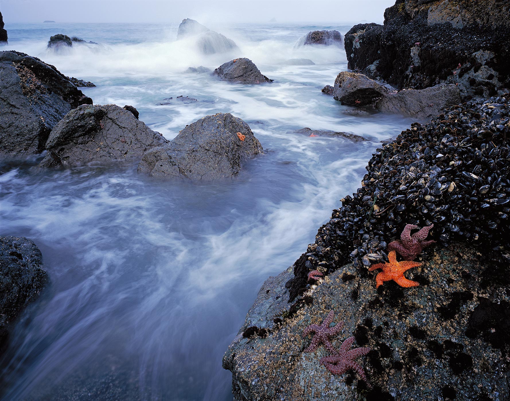 1019 Starfish & Surf, Cape Ferraro, Oregon