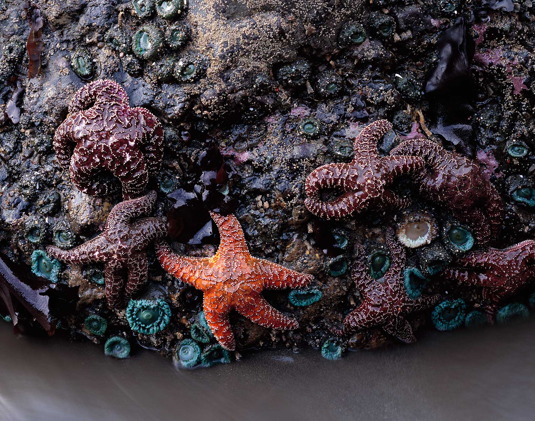 1028 Sea Stars & Anemones, Olympic National Park, Washington