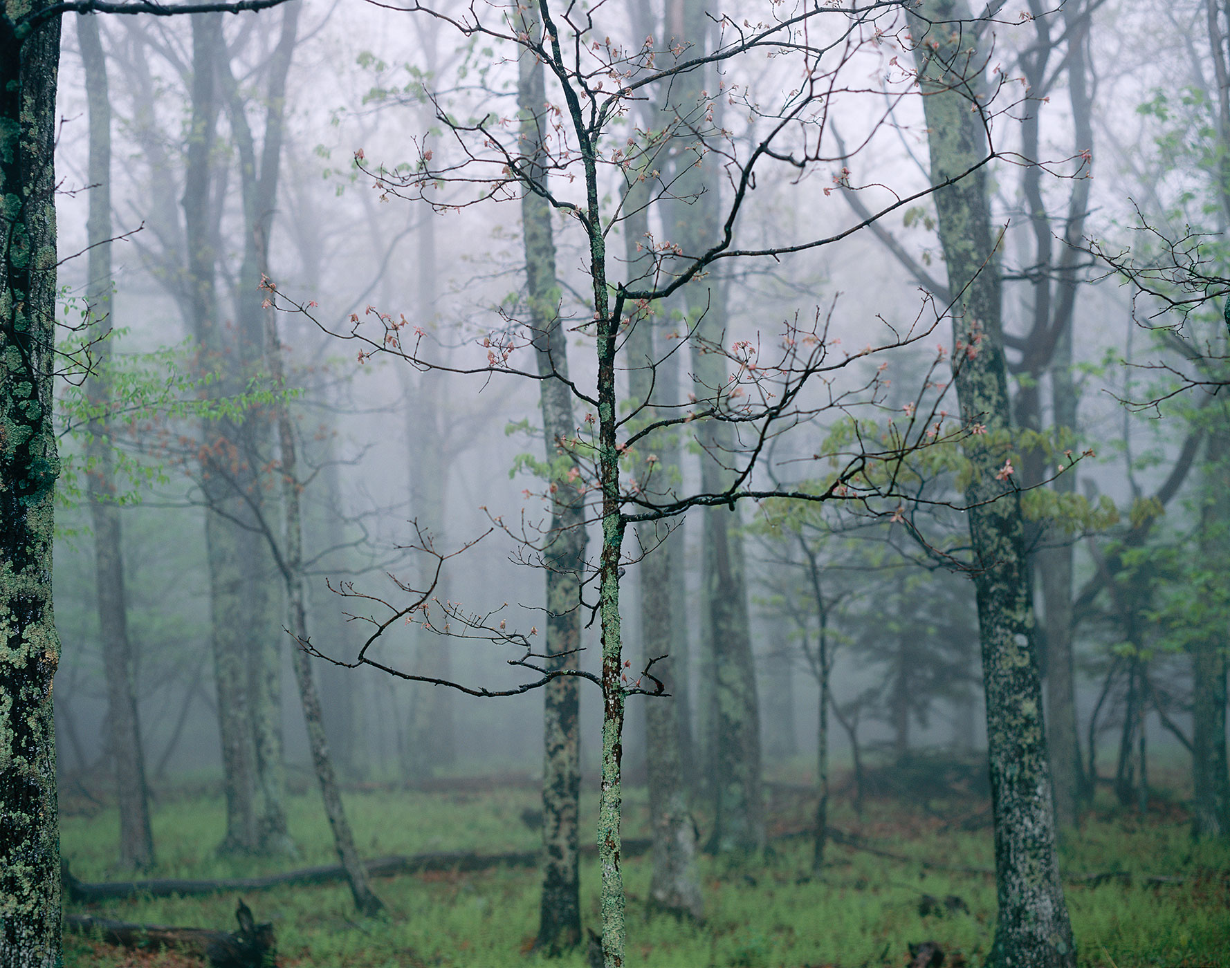 1350 Sapling in Fog, Shenandoah National Park, Virginia