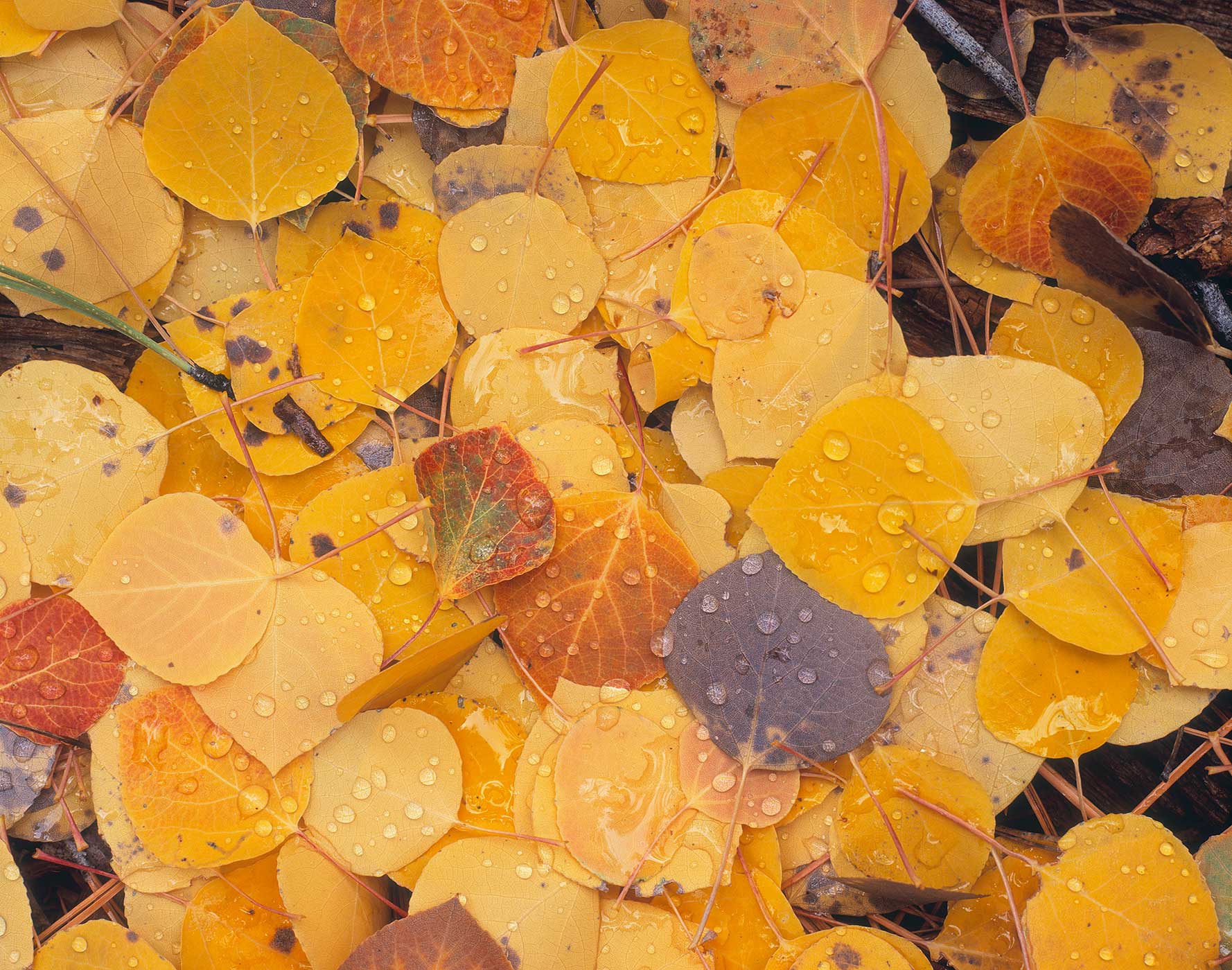 302 Aspen Leaves after Rain, Coconino National Forest, ArizonaAspens Leaves after the Rain Coconino National Forest, Arizona