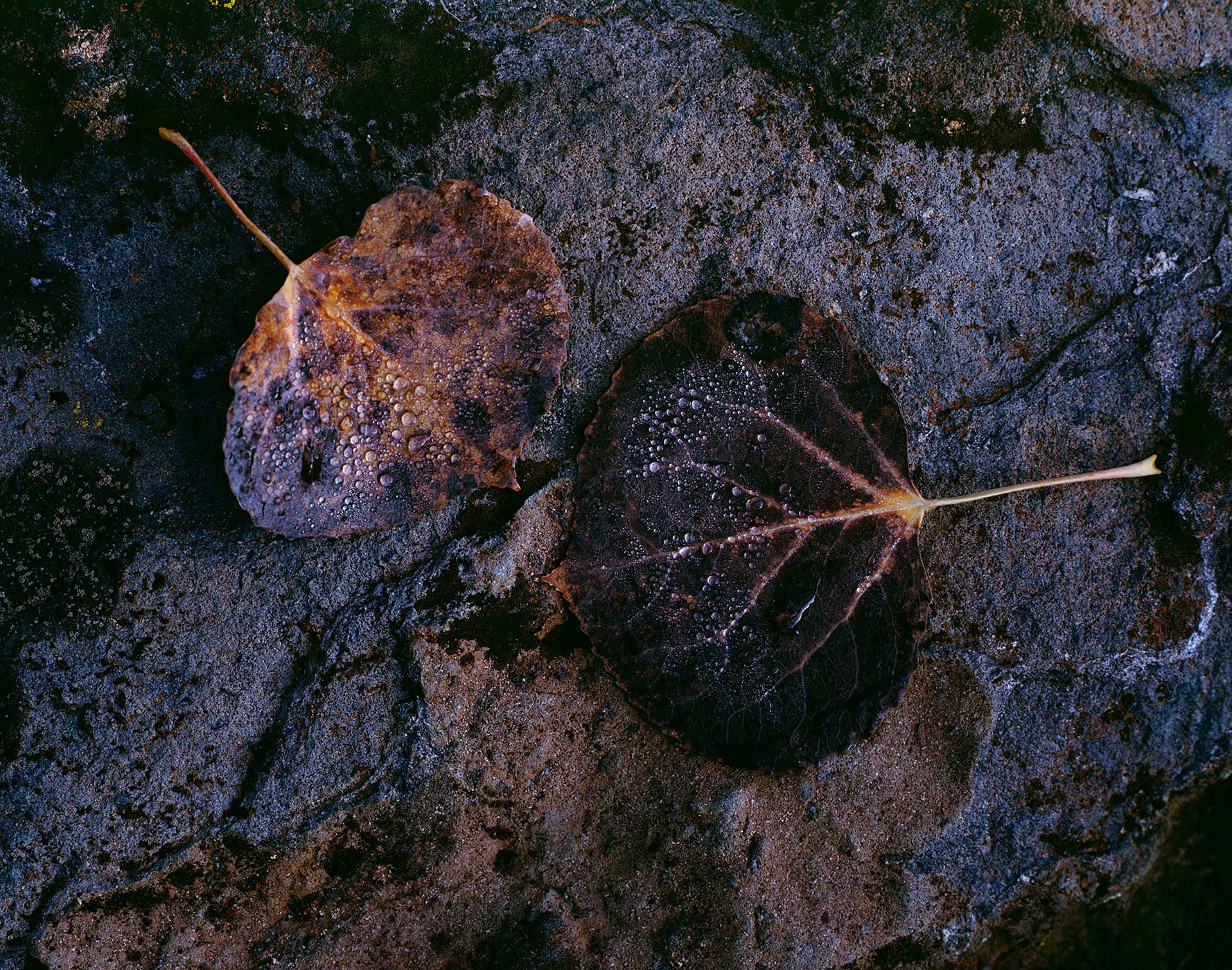 306 Two Aspen Leaves, Dew, Coconino National Forest, Arizona