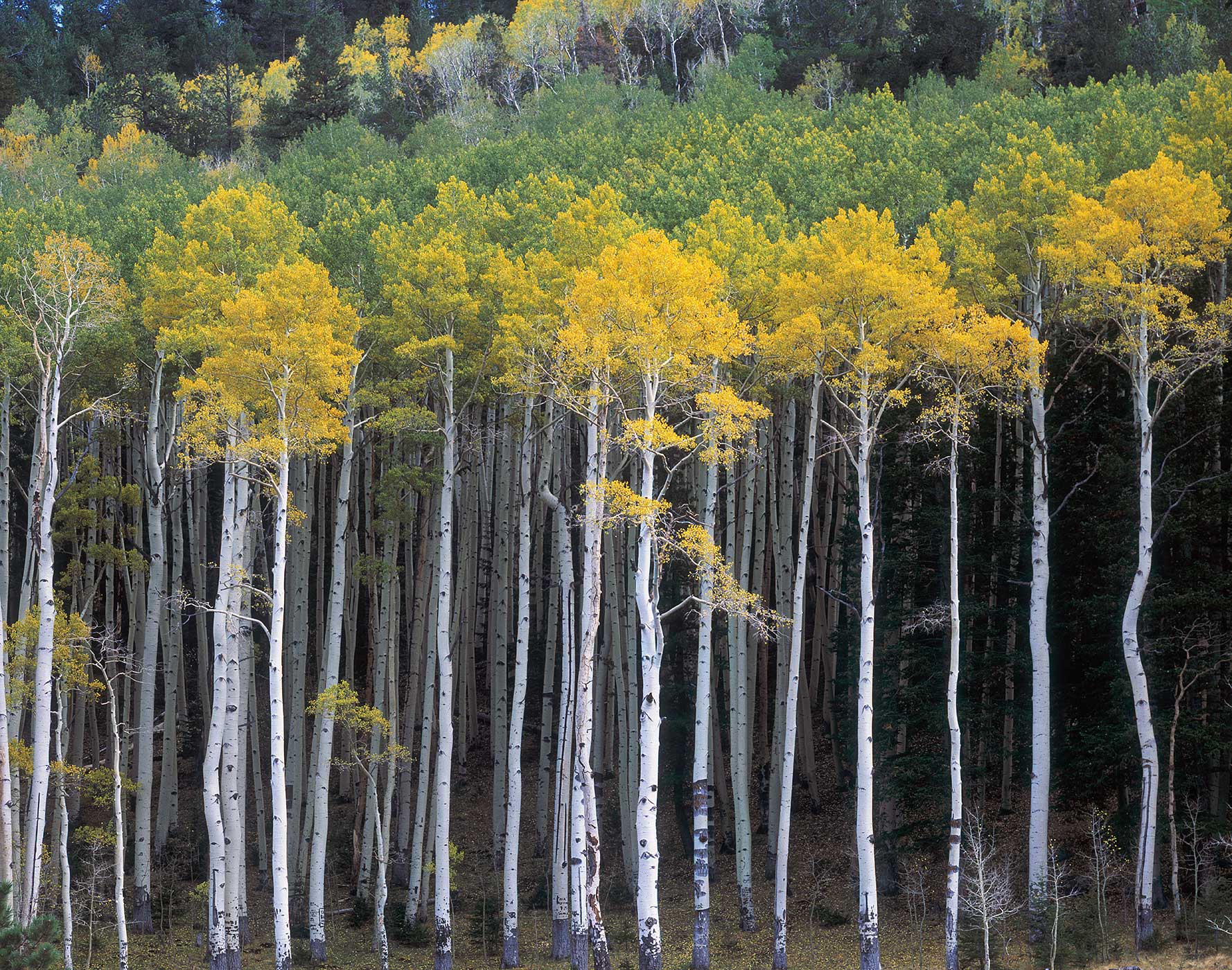312 Turning Aspens, Coconino National Forest, Arizona