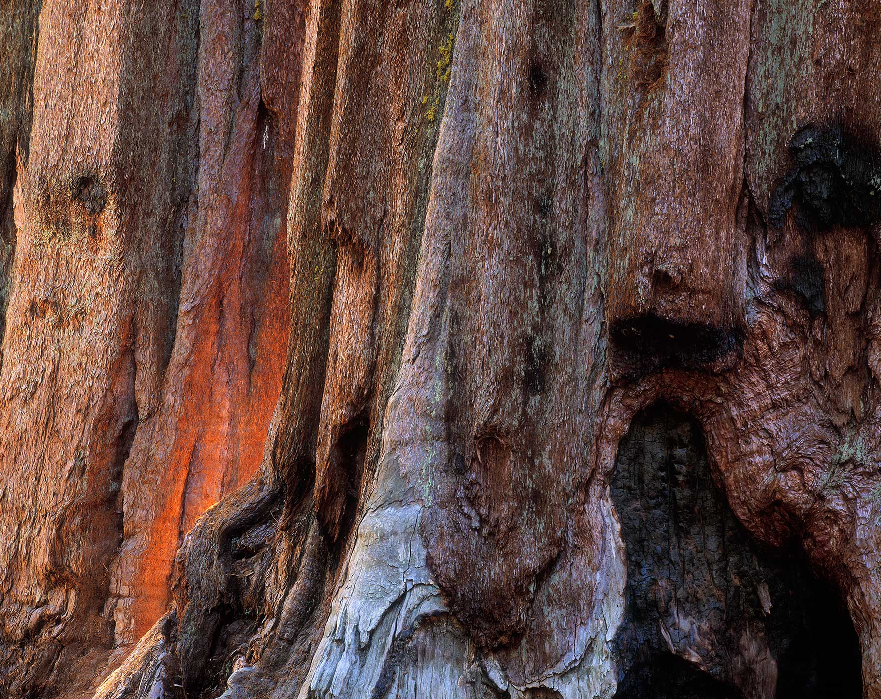 505 Sequoias, Sequoia National Park, California