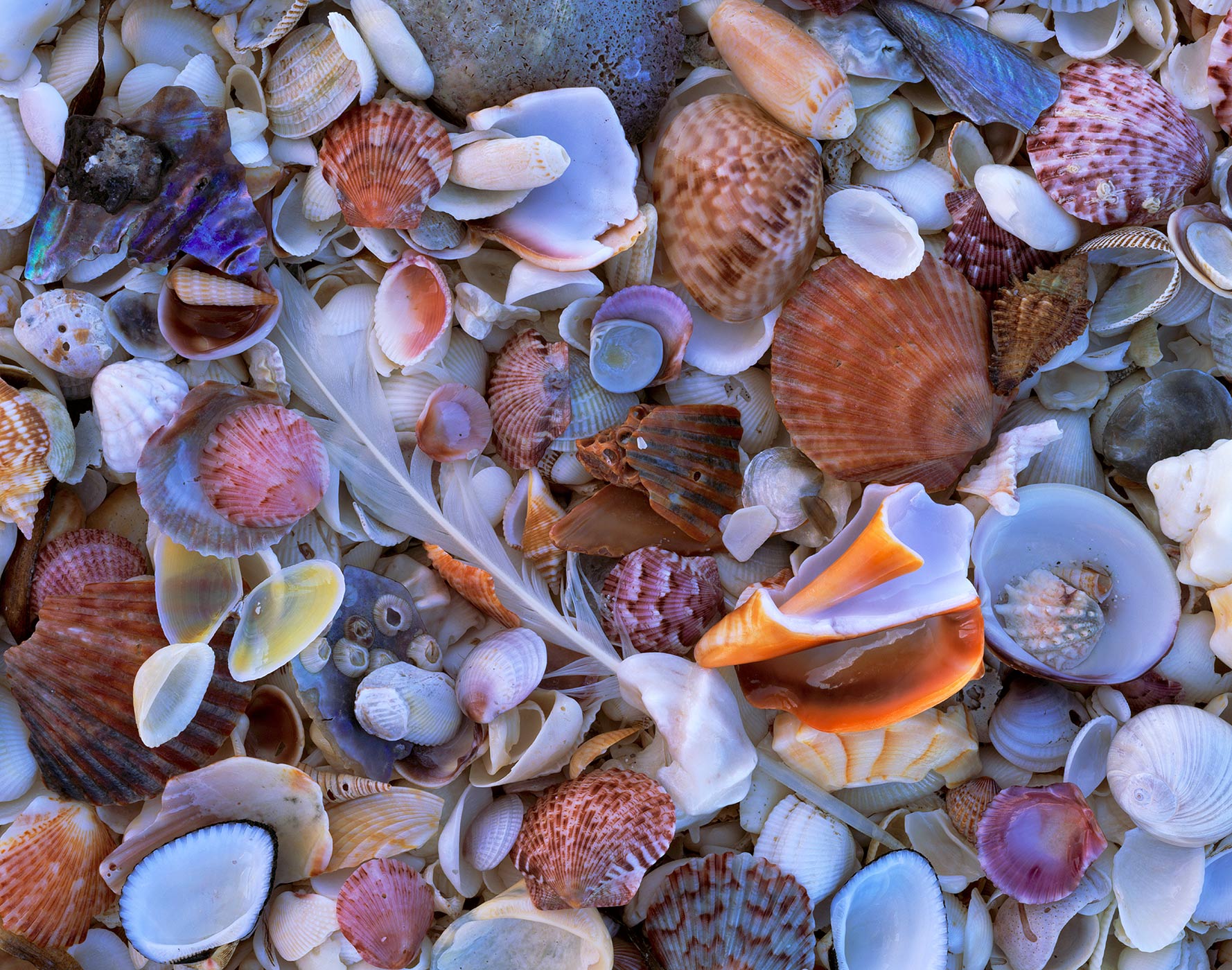 511 Shell Collection, Sanibel-Captiva Islands, Florida