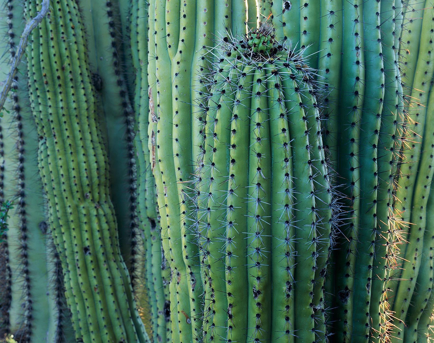 601 Cacti, Organ Pipe Cactus National Monument, Arizona