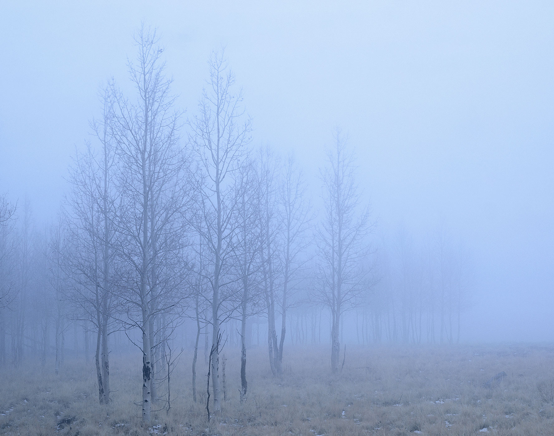 611 Winter Fog, Coconino National Forest, Arizona