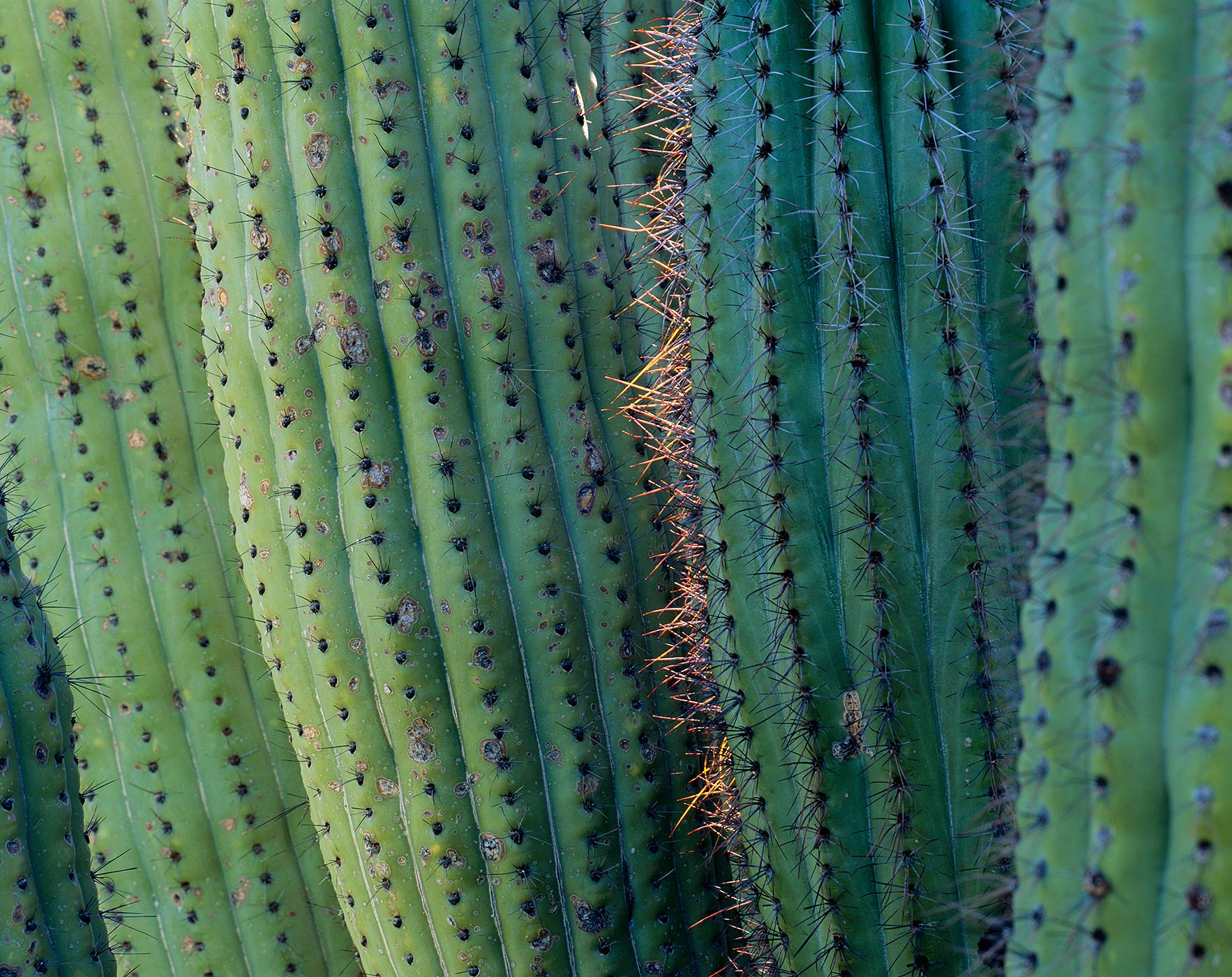 613 Cactus Detail, Organ Pipe Cactus National Monument, Arizona
