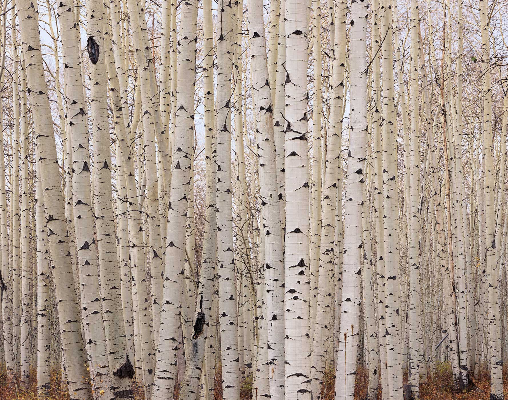 705 Aspens After the Fall, San Juan National Forest, Colorado
