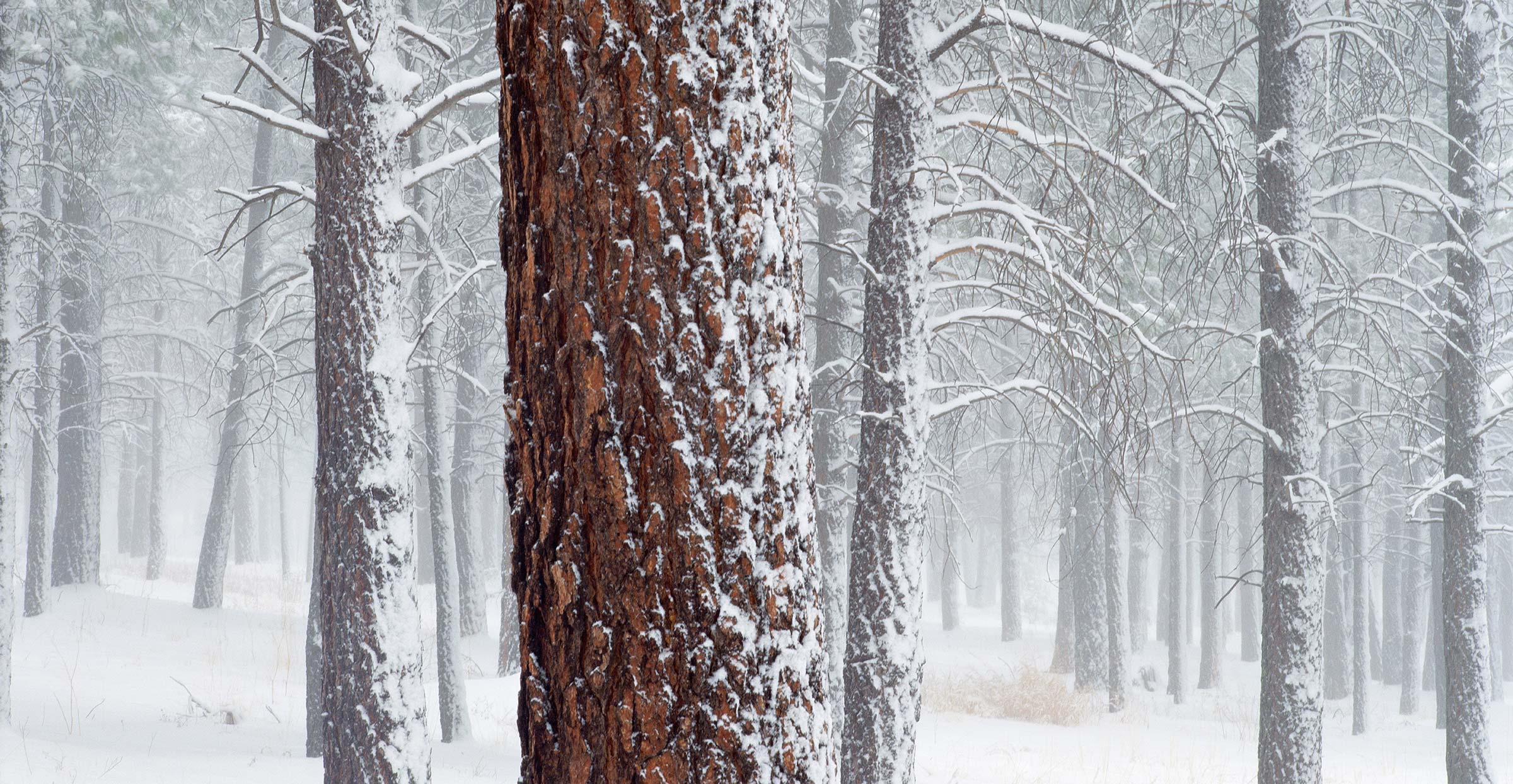 706 Ponderosa Pines in Snow, Flagstaff, Arizona