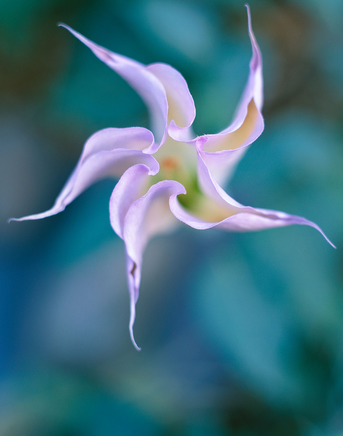 720 Moon Lily (Datura Opening), Zion National Park, Utah
