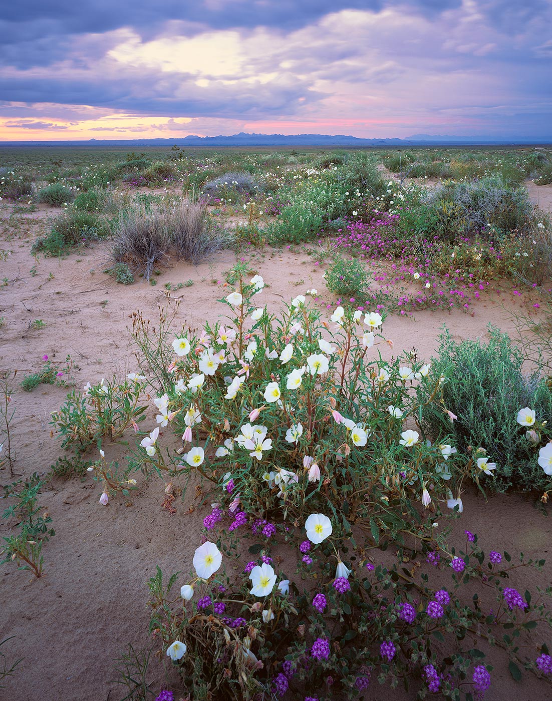 727 Desert Primroses, Mohawk Dunes, Arizona