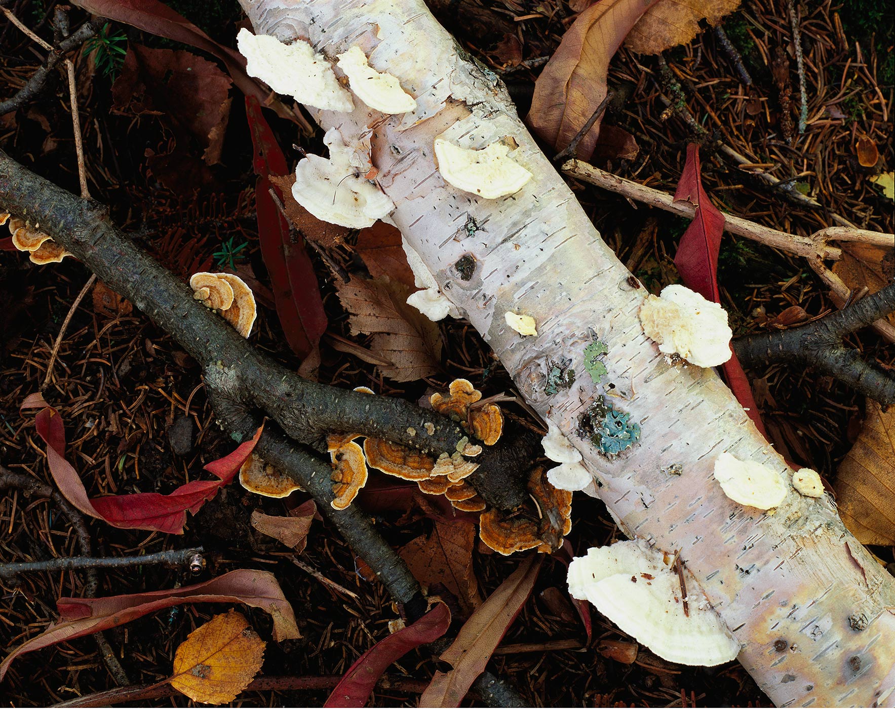 817 Branches & Fungi, Cascade River State Park, Minnesota