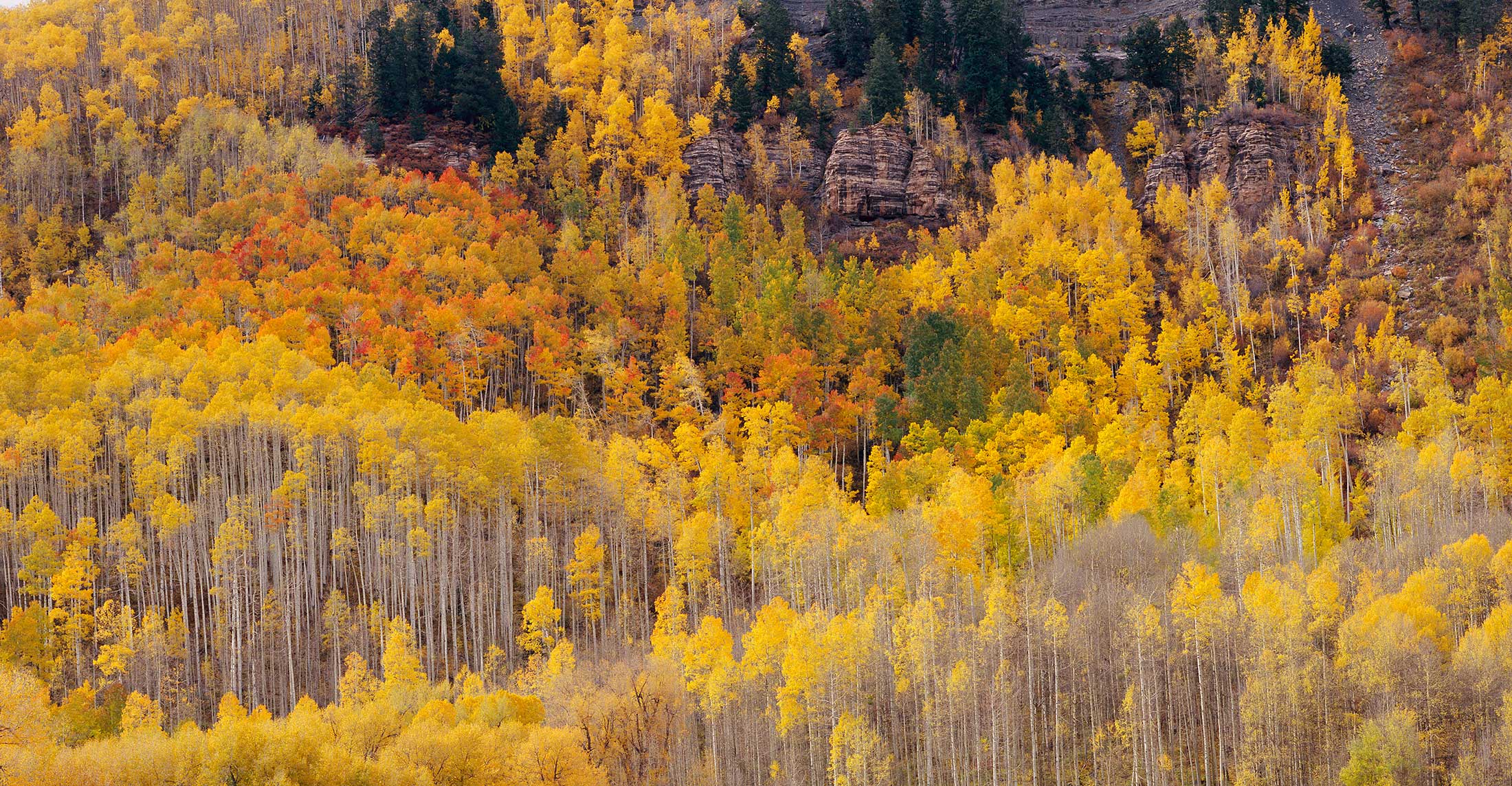 822 Hermosa Cliffs, Autumn, San Juan National Forest, Colorado