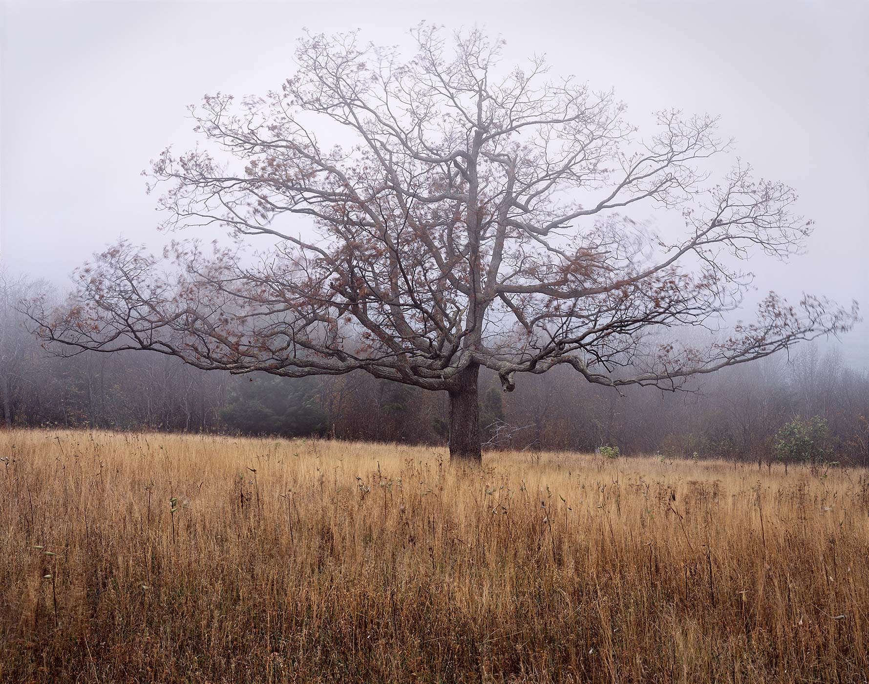 904 Oak, Blowing Fog, Shenandoah National Park, Virginia