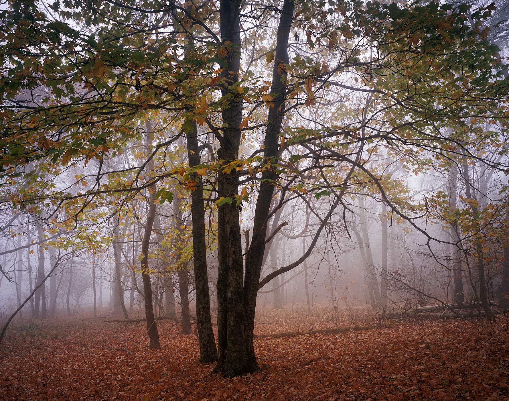 905 Maples in Fog, Shenandoah National Park, Virginia