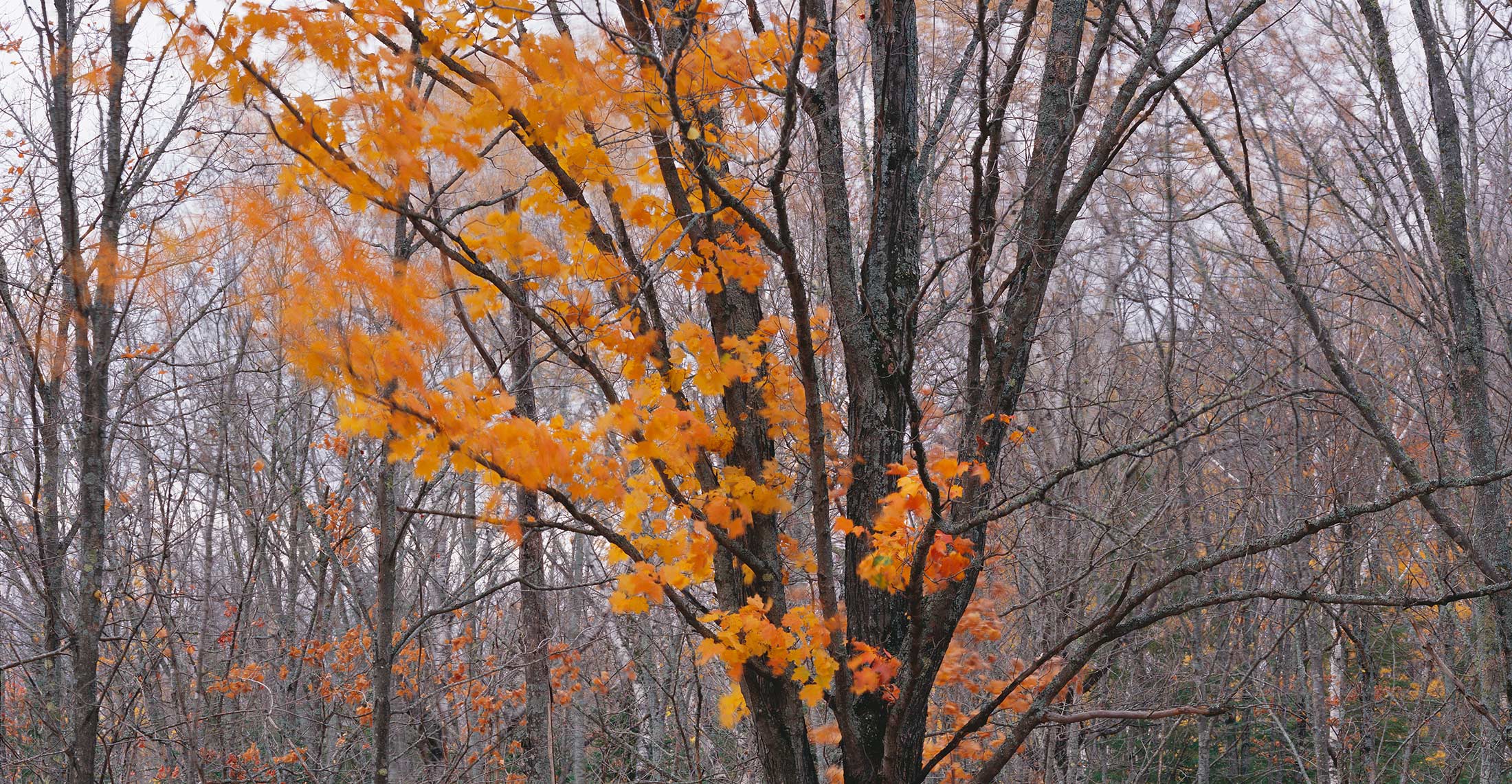 906 Last Leaves Falling, Ottawa National Forest, Michigan