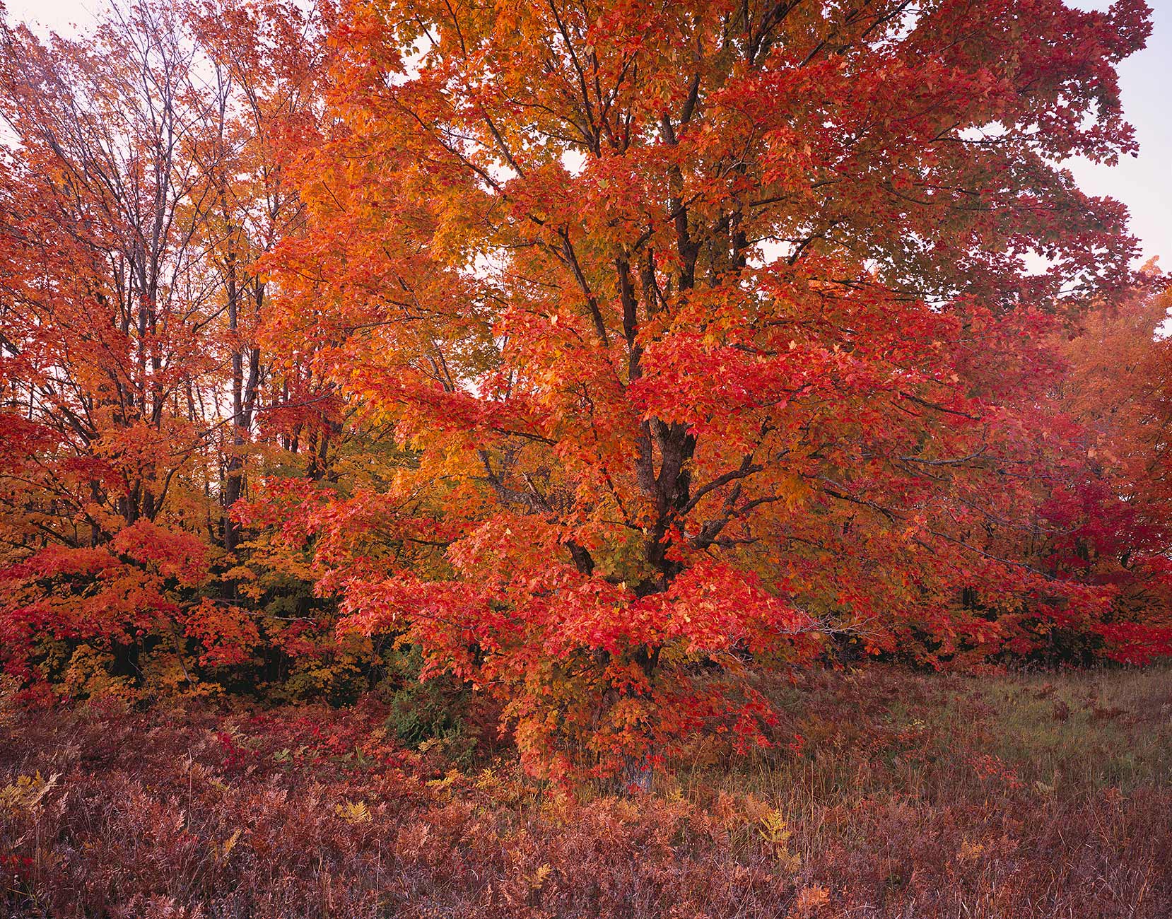 916 Scarlet Maple, Hiawatha National Forest, Michigan