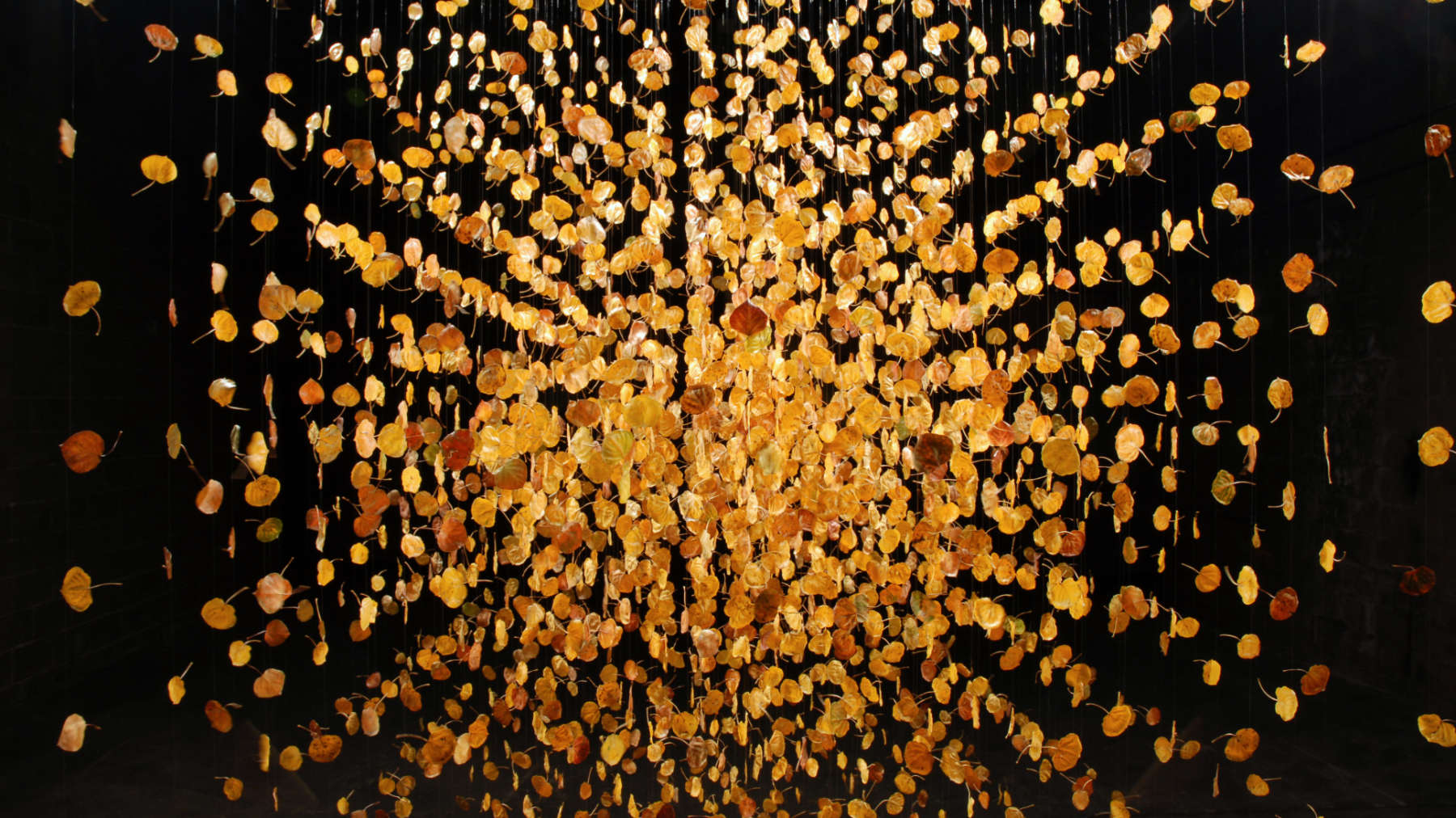 close up center16x9